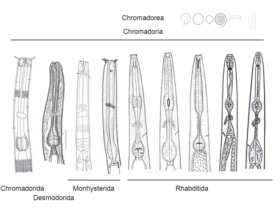 Chromadorea Chromadoria Chromadorida Desmodorida Monhysterida Rhabditida