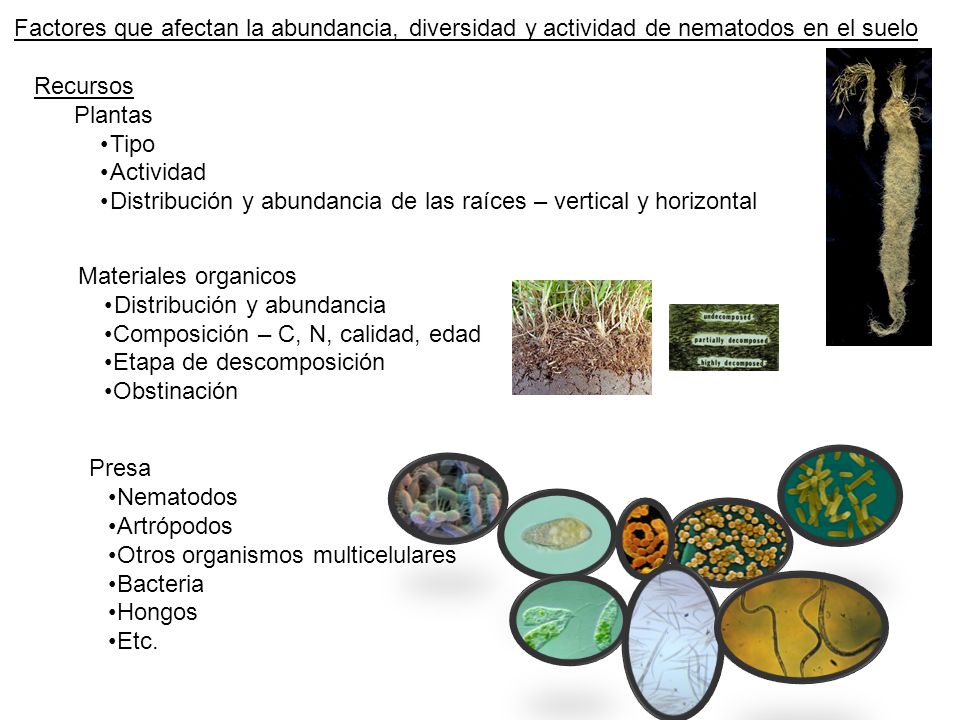 Factores que afectan la abundancia, diversidad y actividad de nematodos en el suelo