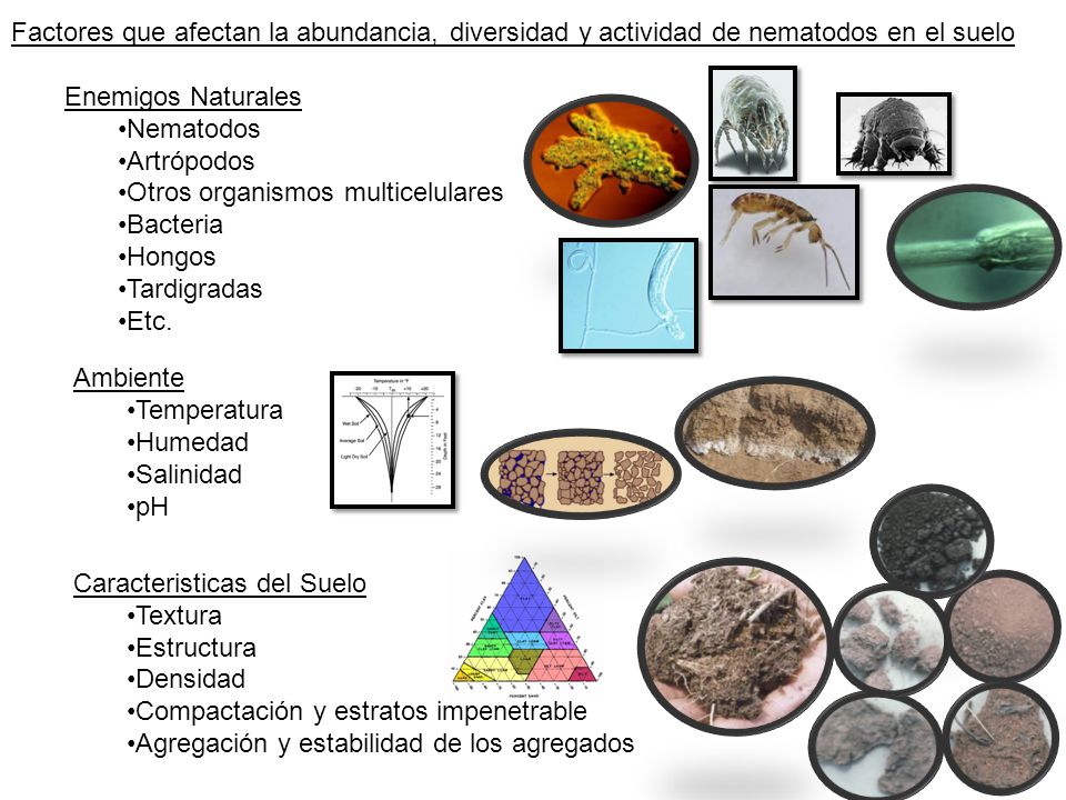 Factores que afectan la abundancia, diversidad y actividad de nematodos en el suelo