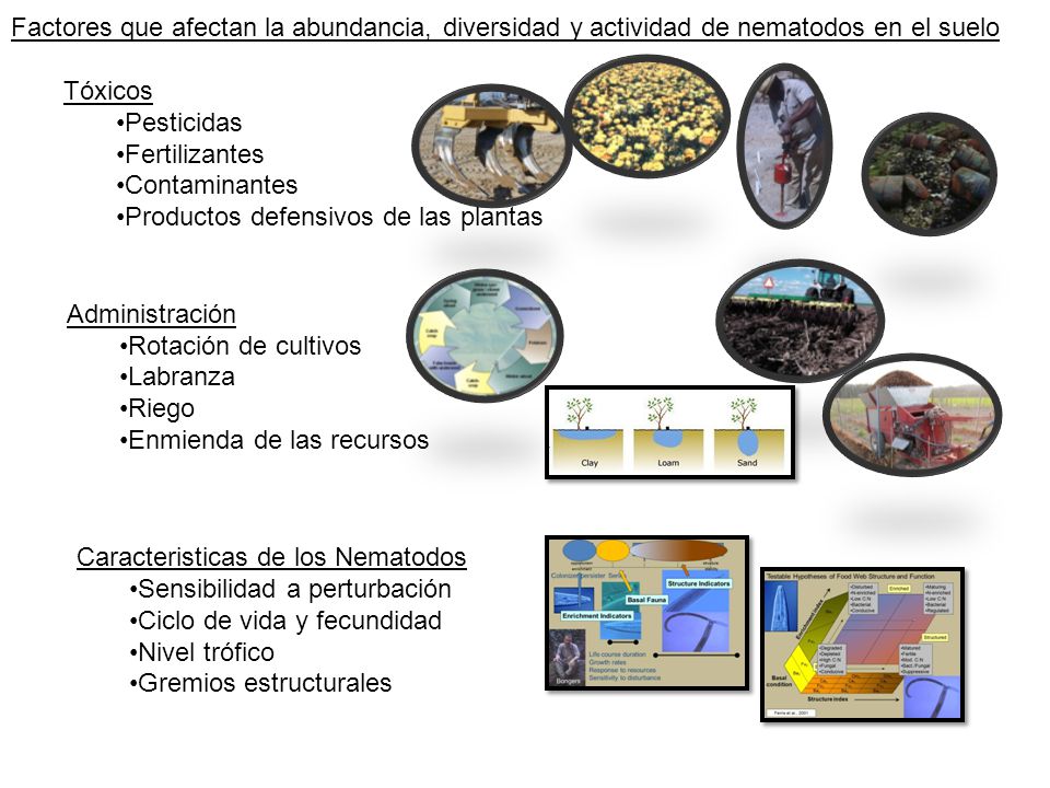 Factores que afectan la abundancia, diversidad y actividad de nematodos en el suelo