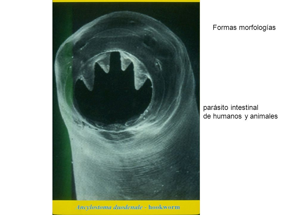 Formas morfologías parásito intestinal de humanos y animales