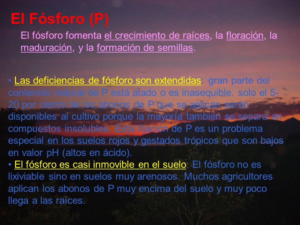 El Fósforo (P) El fósforo fomenta el crecimiento de raíces, la floración, la maduración, y la formación de semillas.