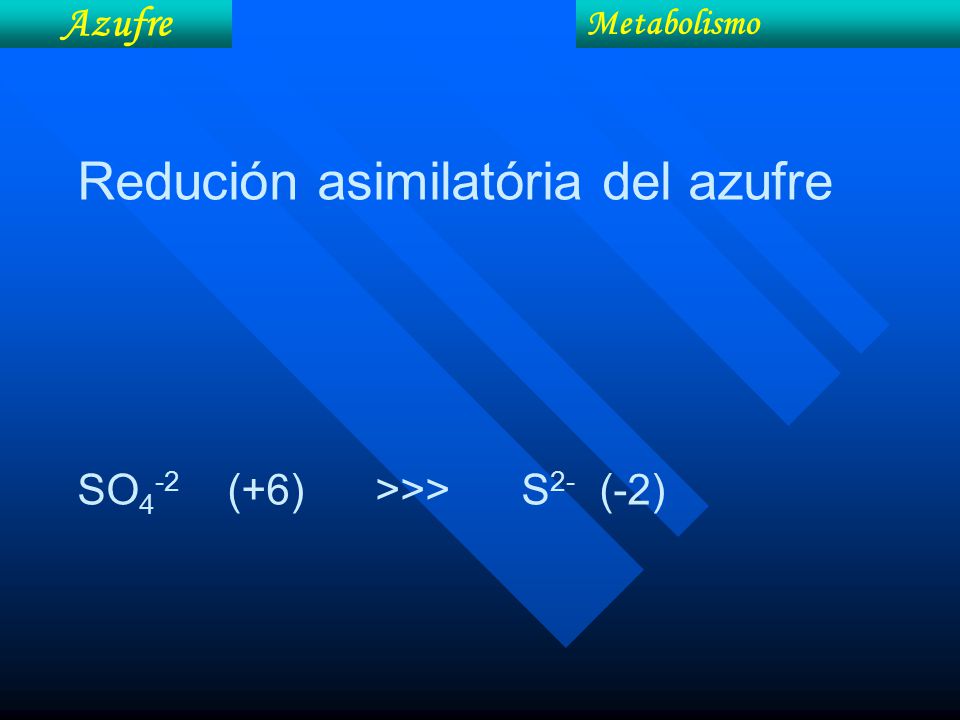 Redución asimilatória del azufre