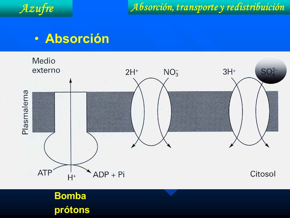 Azufre Absorción, transporte y redistribuición Absorción Bomba prótons