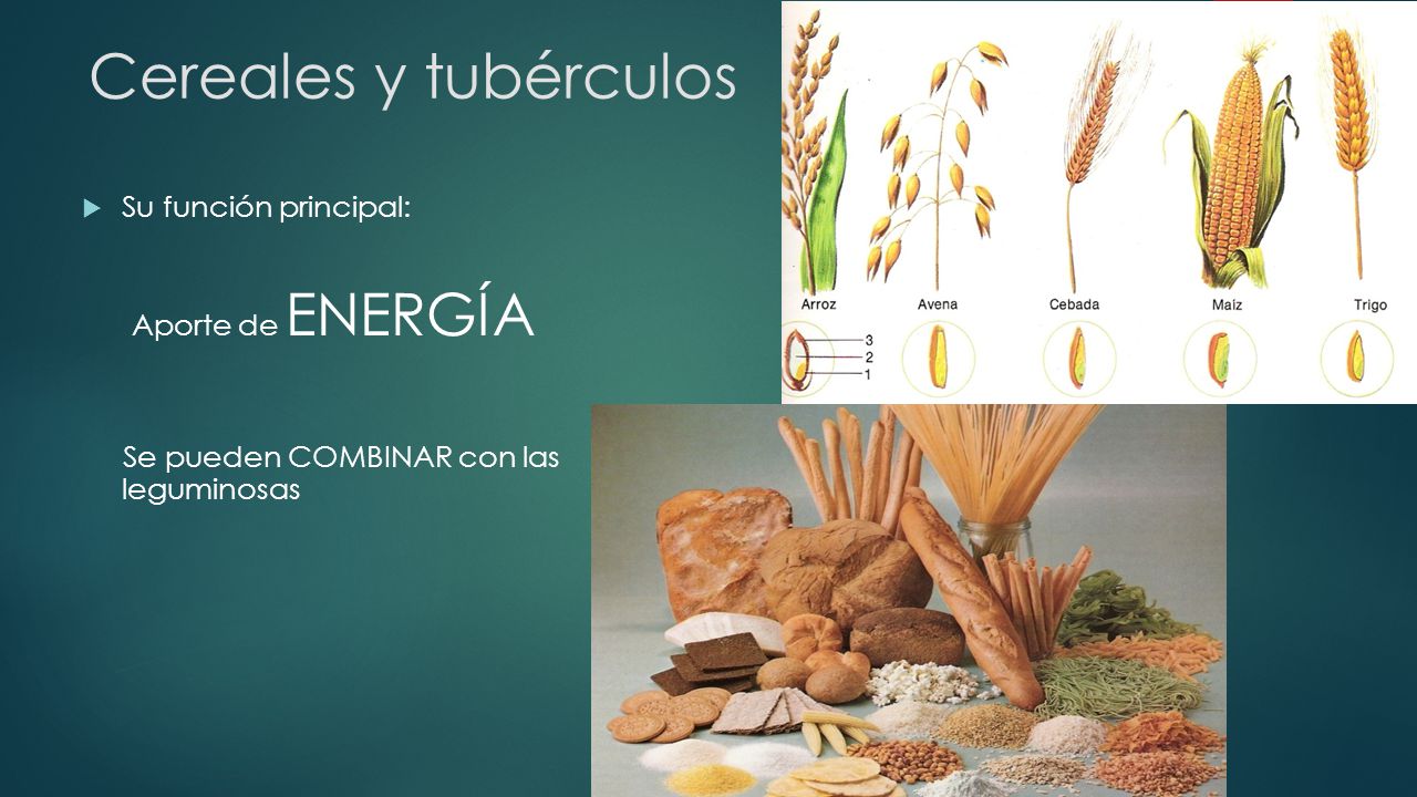 Cereales y tubérculos Su función principal: Aporte de ENERGÍA