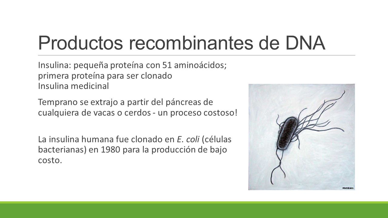 Productos recombinantes de DNA