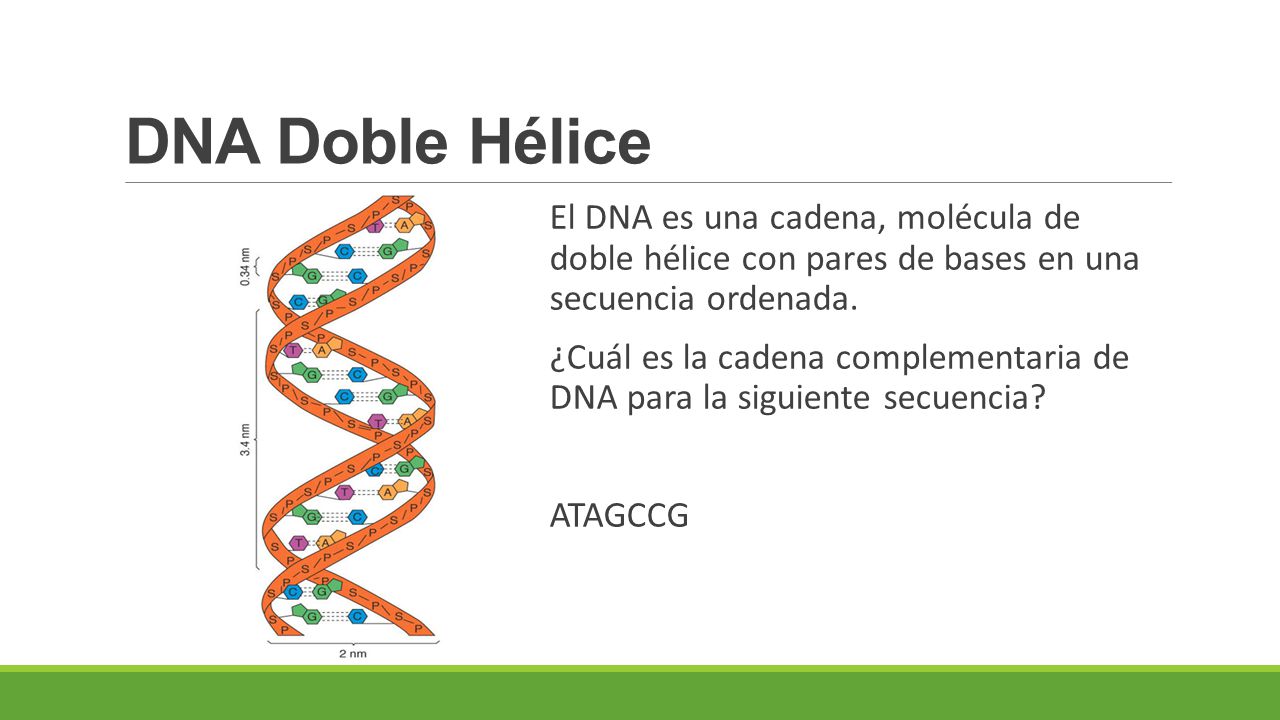 DNA Doble Hélice El DNA es una cadena, molécula de doble hélice con pares de bases en una secuencia ordenada.