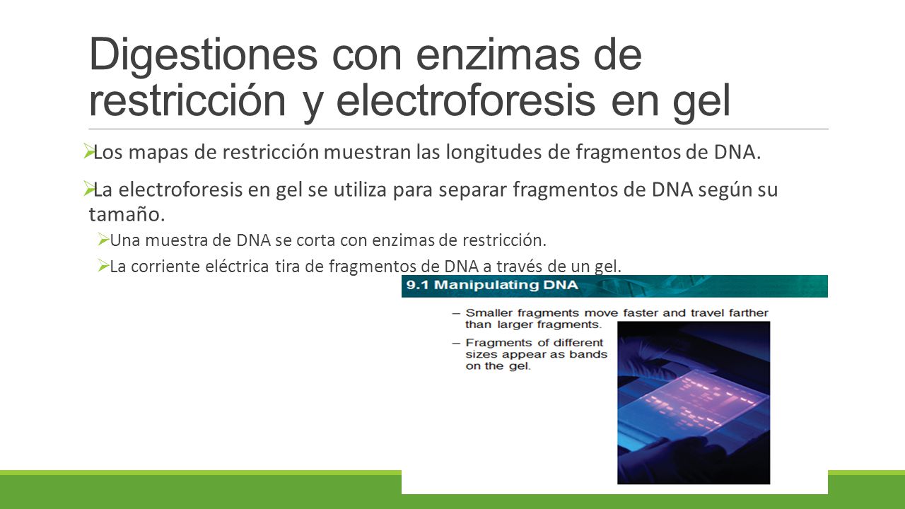 Digestiones con enzimas de restricción y electroforesis en gel