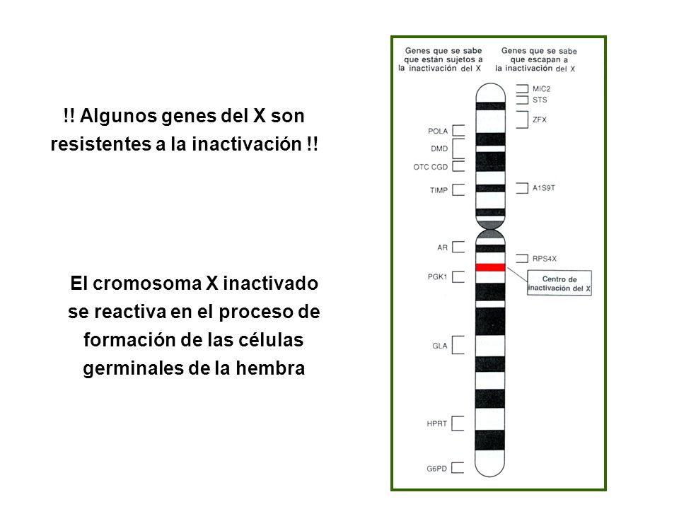 !! Algunos genes del X son resistentes a la inactivación !!