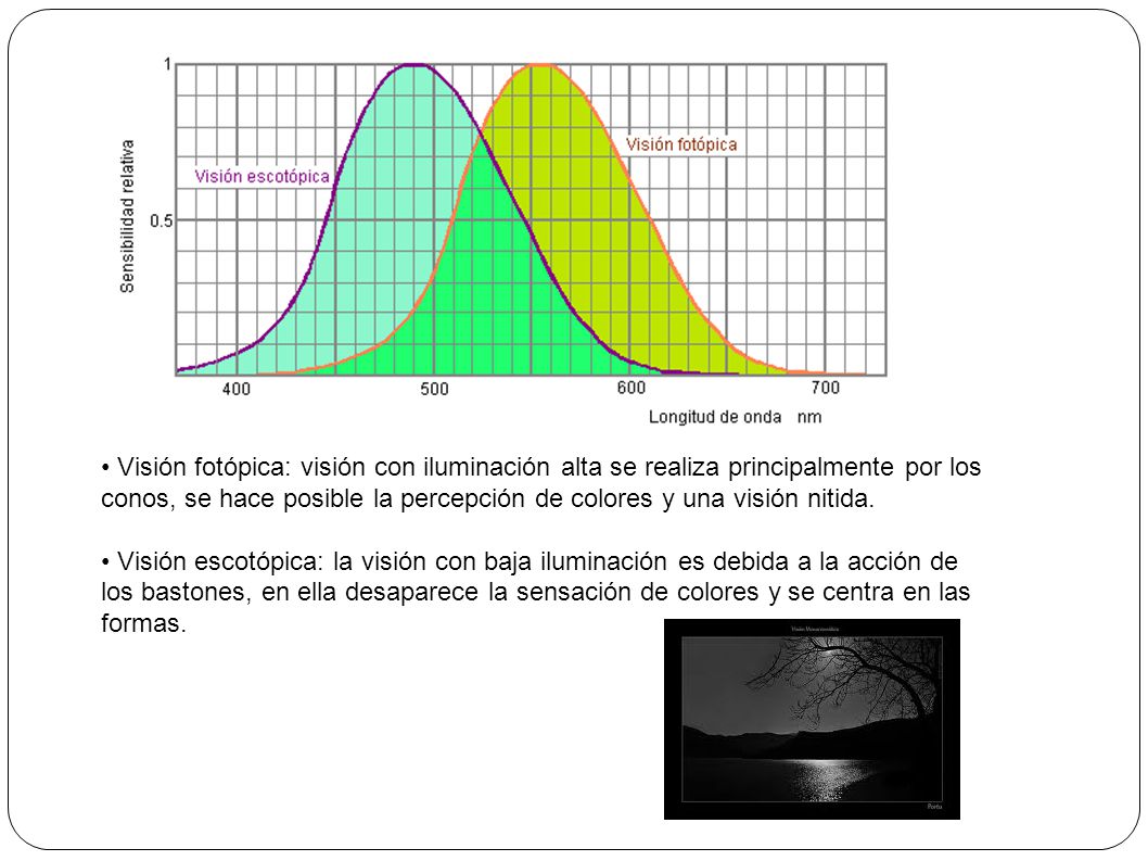Visión fotópica: visión con iluminación alta se realiza principalmente por los conos, se hace posible la percepción de colores y una visión nitida.