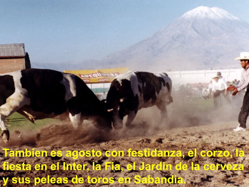 Tambien es agosto con festidanza, el corzo, la fiesta en el Inter, la Fia, el Jardin de la cerveza y sus peleas de toros en Sabandia.