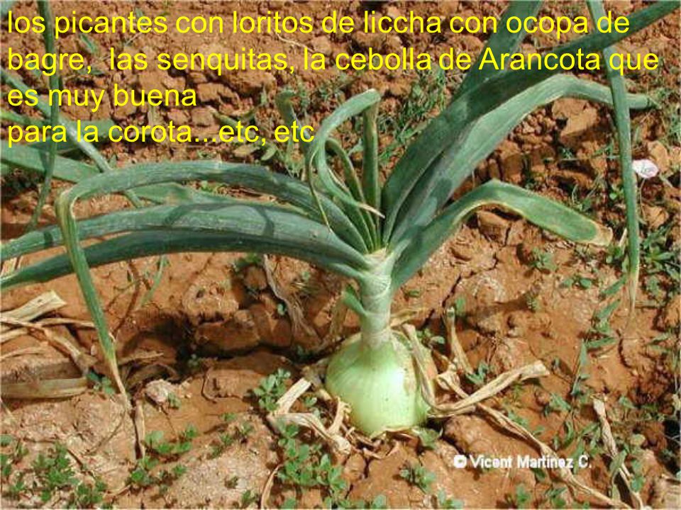 los picantes con loritos de liccha con ocopa de bagre, las senquitas, la cebolla de Arancota que es muy buena para la corota...etc, etc