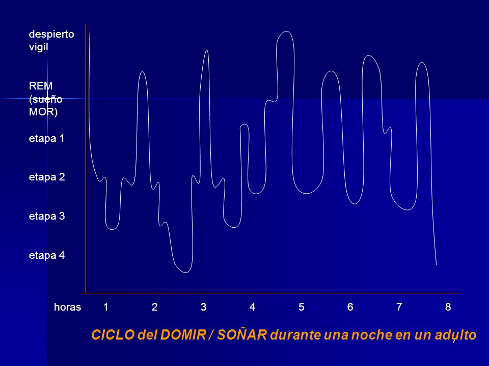 despierto vigil. REM. (sueño. MOR) etapa 1. etapa 2. etapa 3. etapa 4. horas