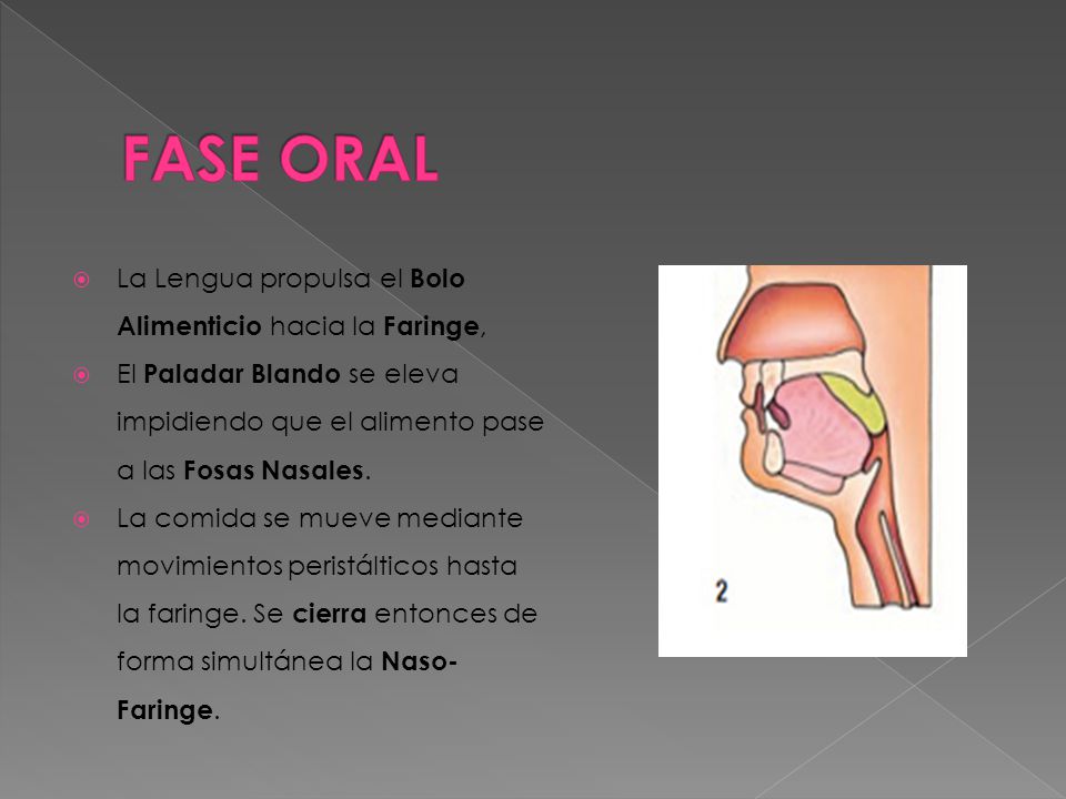 FASE ORAL La Lengua propulsa el Bolo Alimenticio hacia la Faringe,