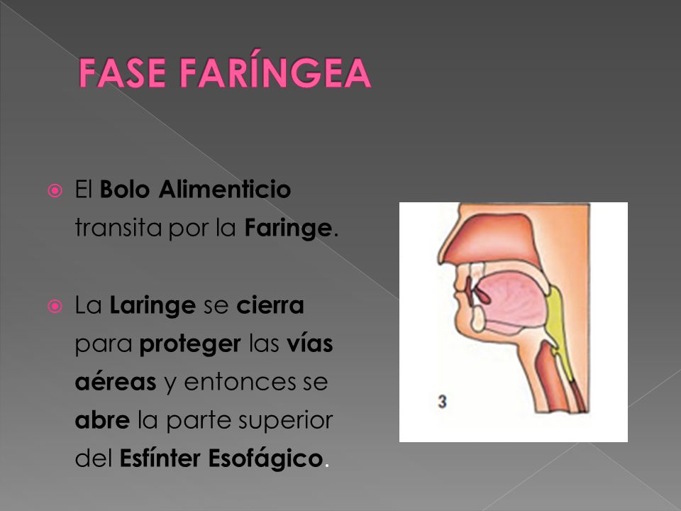 FASE FARÍNGEA El Bolo Alimenticio transita por la Faringe.