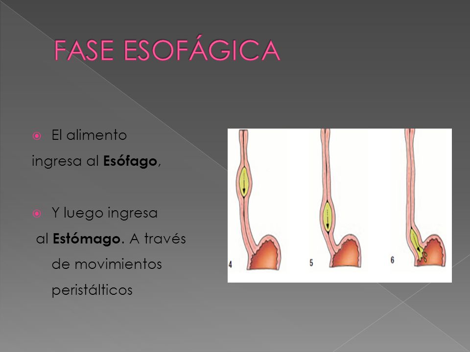 FASE ESOFÁGICA El alimento ingresa al Esófago, Y luego ingresa