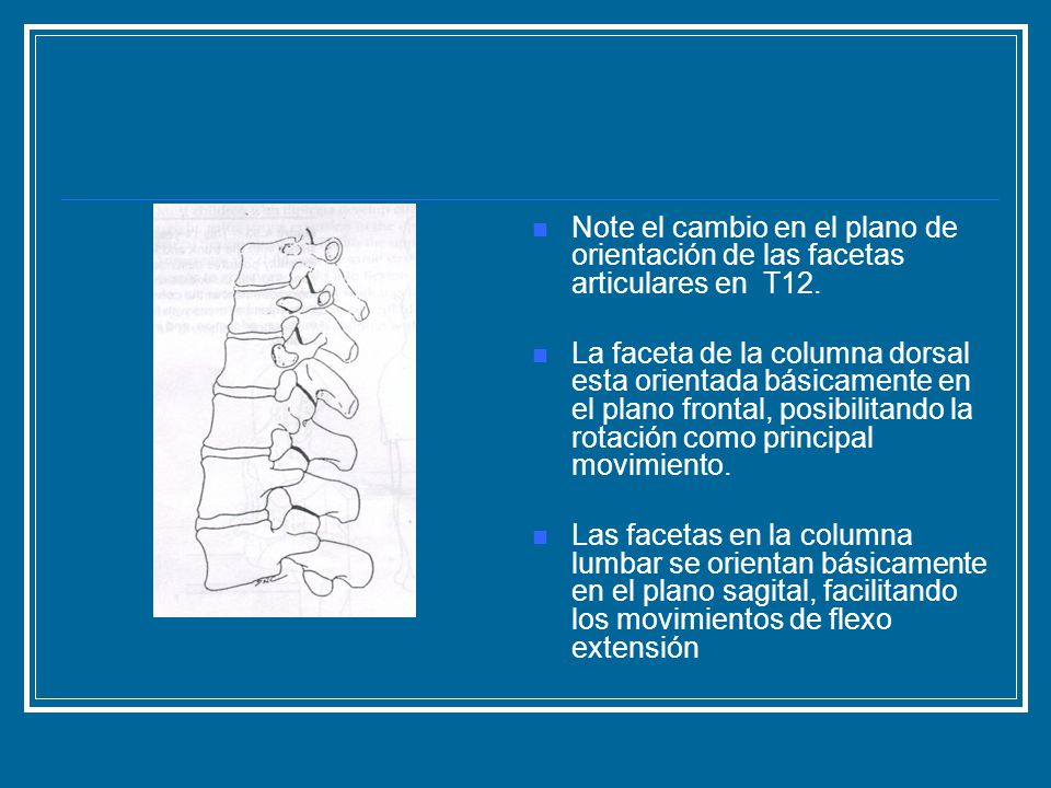 Note el cambio en el plano de orientación de las facetas articulares en T12.