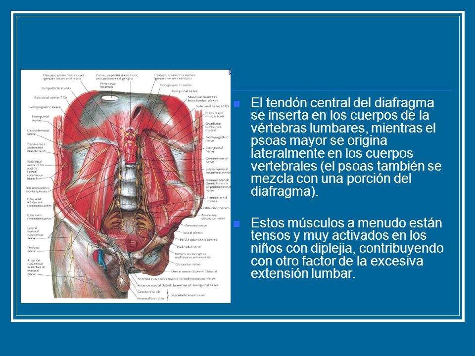 El tendón central del diafragma se inserta en los cuerpos de la vértebras lumbares, mientras el psoas mayor se origina lateralmente en los cuerpos vertebrales (el psoas también se mezcla con una porción del diafragma).