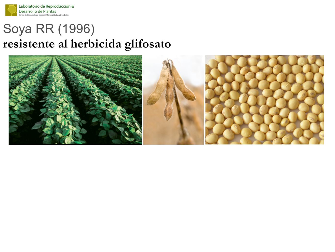Soya RR (1996) resistente al herbicida glifosato