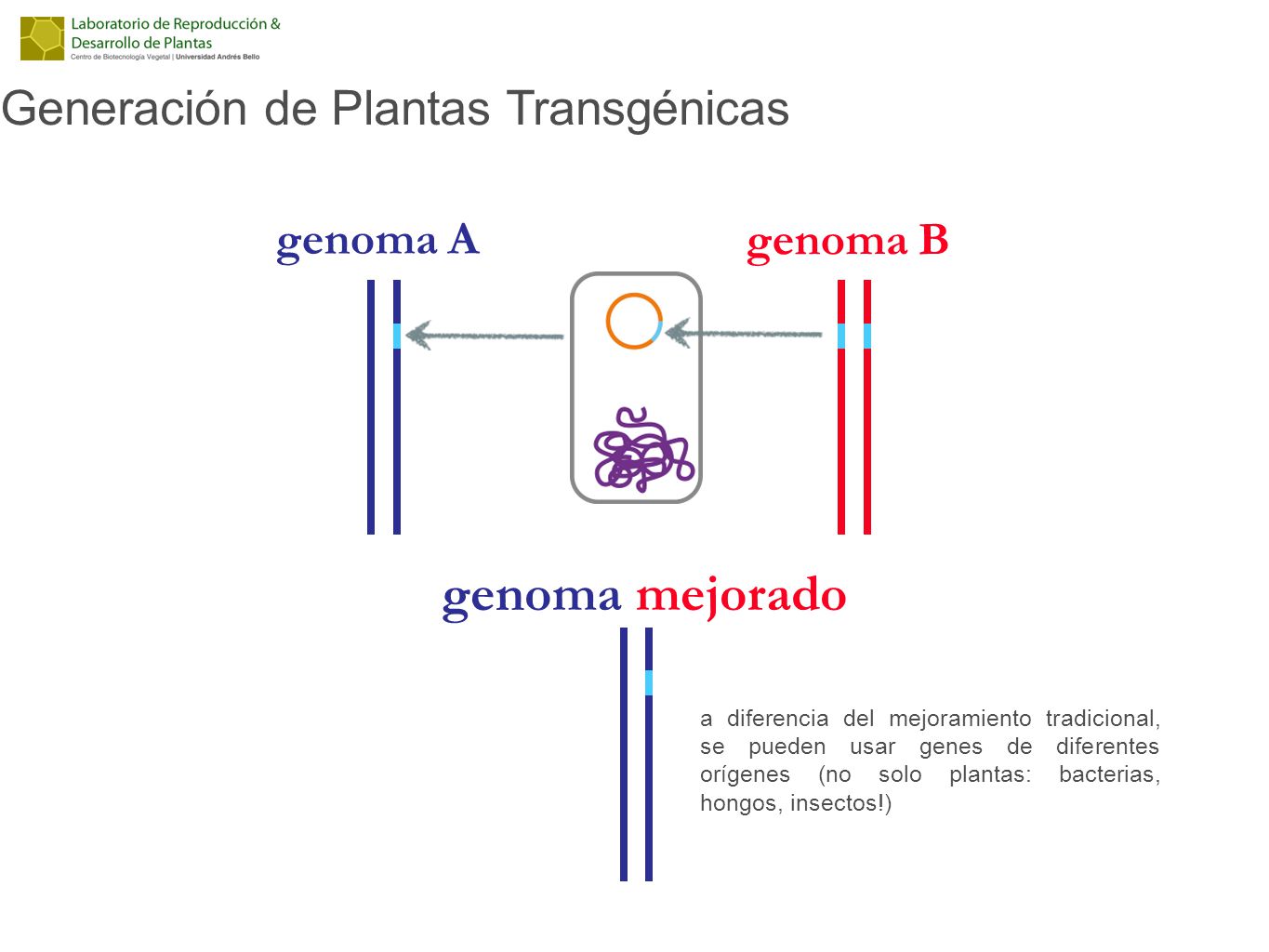 genoma mejorado Generación de Plantas Transgénicas genoma A genoma B