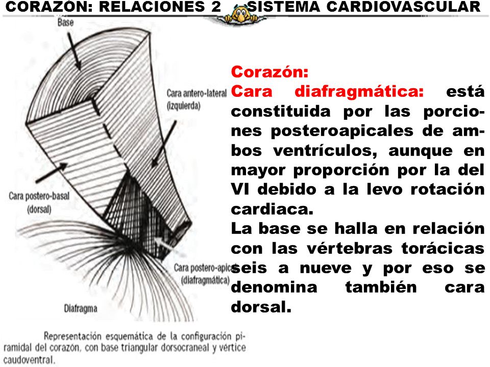 CORAZÓN: RELACIONES 2 SISTEMA CARDIOVASCULAR