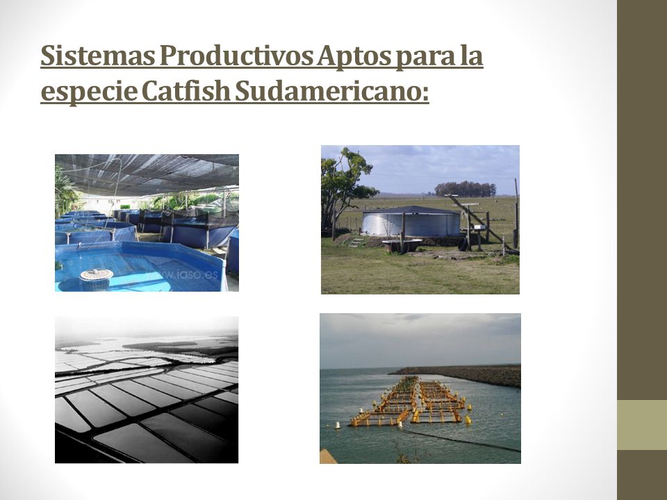 Sistemas Productivos Aptos para la especie Catfish Sudamericano: