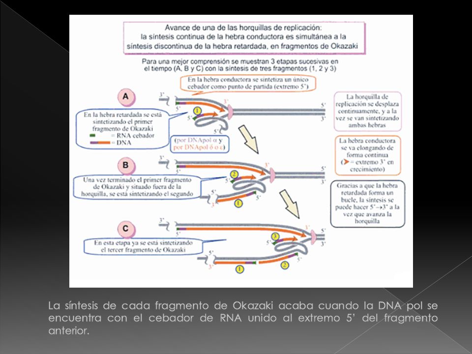 La síntesis de cada fragmento de Okazaki acaba cuando la DNA pol se encuentra con el cebador de RNA unido al extremo 5’ del fragmento anterior.