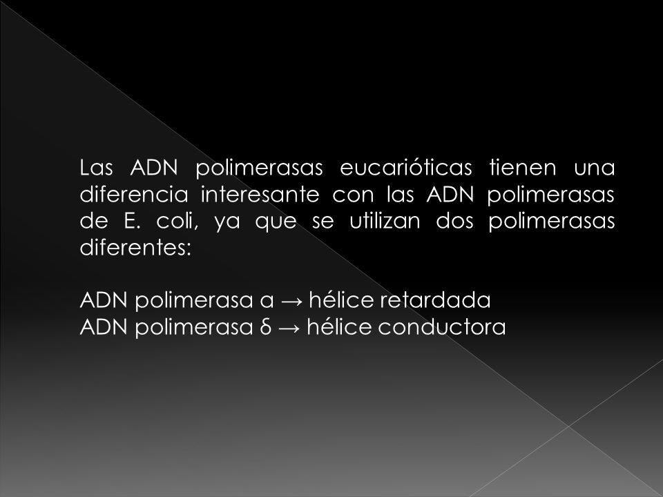 Las ADN polimerasas eucarióticas tienen una diferencia interesante con las ADN polimerasas de E. coli, ya que se utilizan dos polimerasas diferentes: