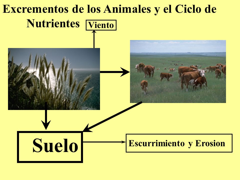 Suelo Excrementos de los Animales y el Ciclo de Nutrientes Viento