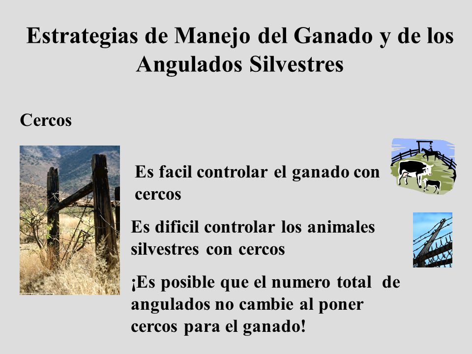 Estrategias de Manejo del Ganado y de los Angulados Silvestres