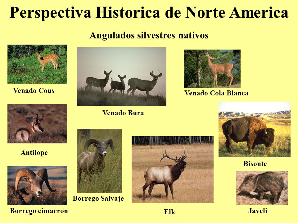 Perspectiva Historica de Norte America Angulados silvestres nativos