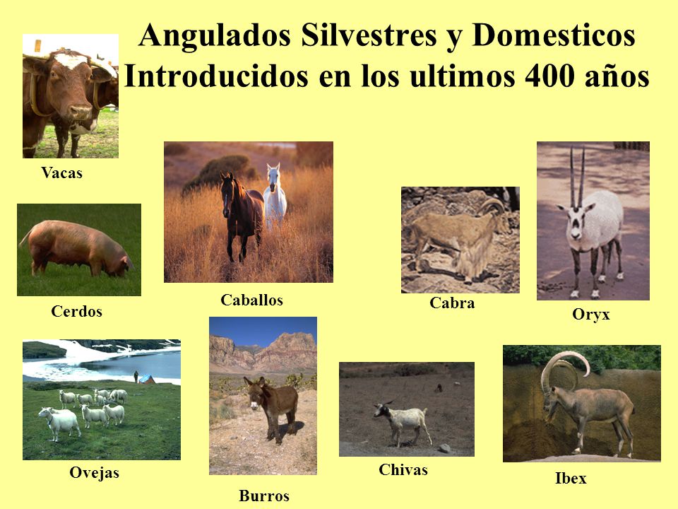 Angulados Silvestres y Domesticos Introducidos en los ultimos 400 años