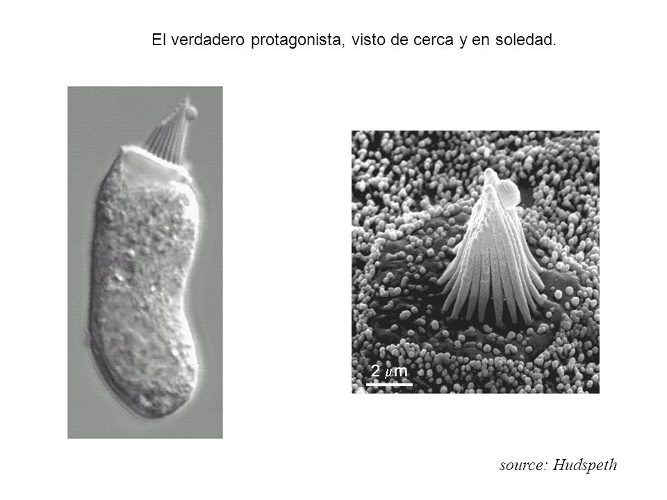 El verdadero protagonista, visto de cerca y en soledad.
