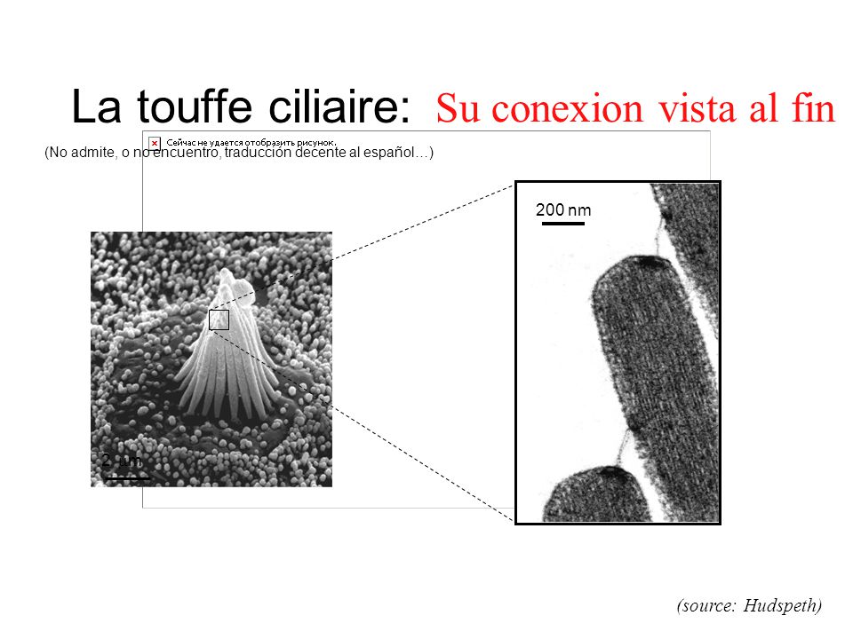 La touffe ciliaire: Su conexion vista al fin (source: Hudspeth) 200 nm