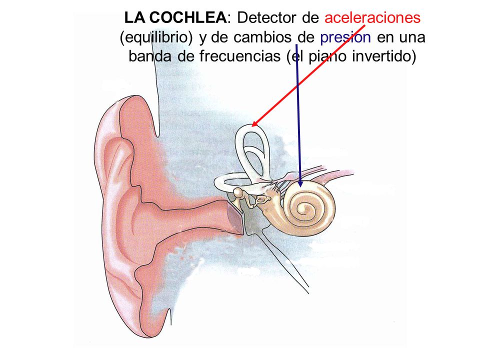 LA COCHLEA: Detector de aceleraciones (equilibrio) y de cambios de presion en una banda de frecuencias (el piano invertido)
