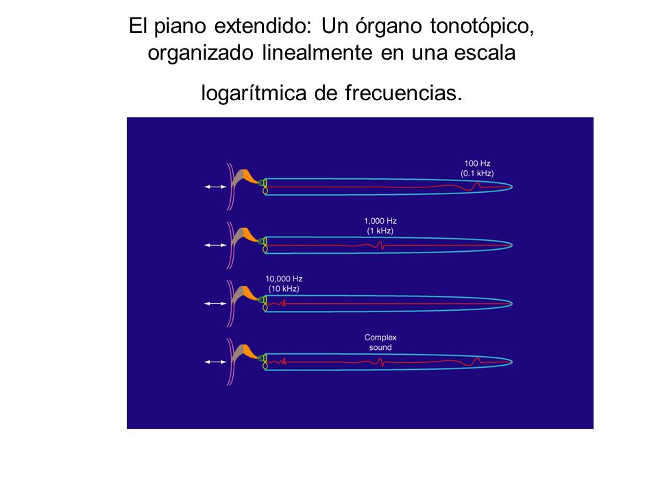 El piano extendido: Un órgano tonotópico, organizado linealmente en una escala logarítmica de frecuencias.
