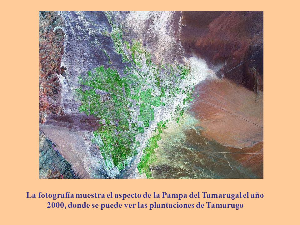 La fotografía muestra el aspecto de la Pampa del Tamarugal el año 2000, donde se puede ver las plantaciones de Tamarugo