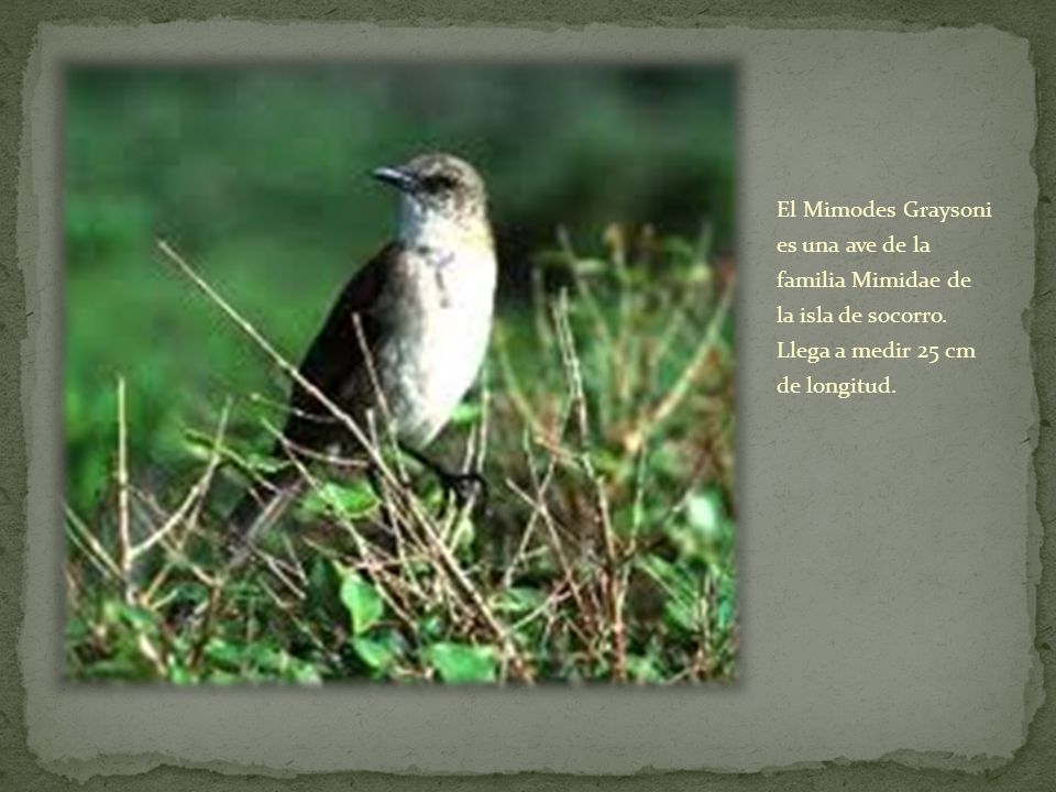 El Mimodes Graysoni es una ave de la familia Mimidae de la isla de socorro.