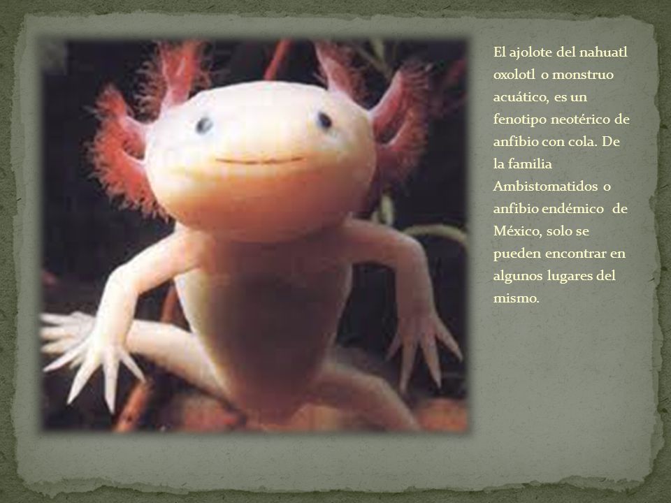 El ajolote del nahuatl oxolotl o monstruo acuático, es un fenotipo neotérico de anfibio con cola.