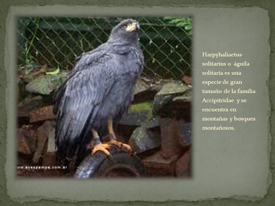 Harpyhaliaetus solitarius o águila solitaria es una especie de gran tamaño de la familia Accipitridae y se encuentra en montañas y bosques montañosos.