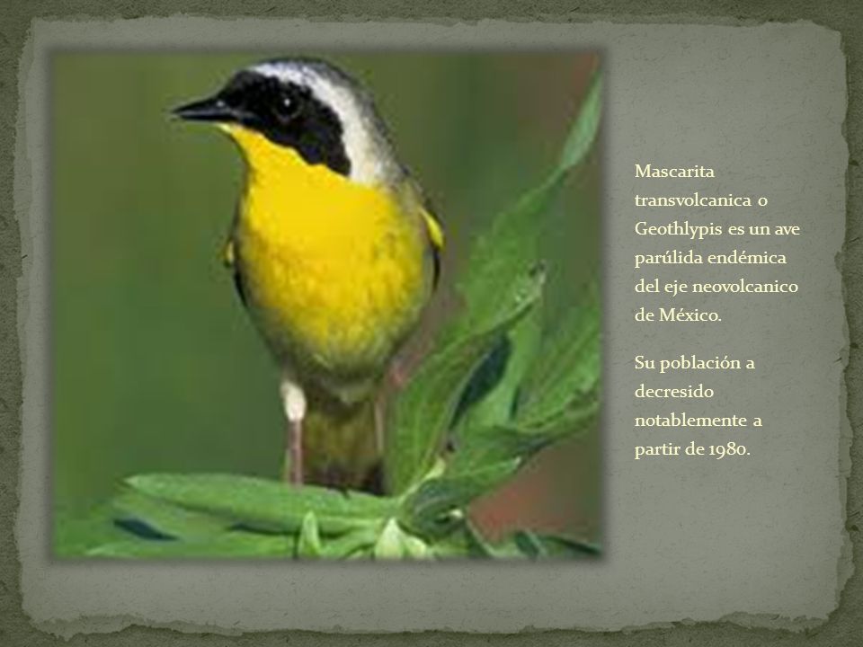 Mascarita transvolcanica o Geothlypis es un ave parúlida endémica del eje neovolcanico de México.