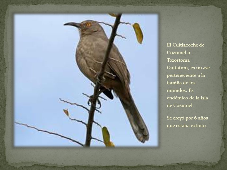 El Cuitlacoche de Cozumel o Toxostoma Guttatum, es un ave perteneciente a la familia de los mimidos. Es endémico de la isla de Cozumel.