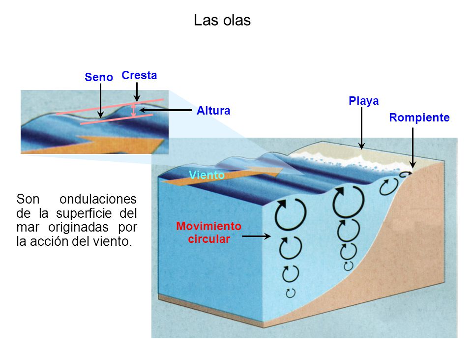 Las olas Seno. Cresta. Playa. Altura. Rompiente. Viento. Son ondulaciones de la superficie del mar originadas por la acción del viento.