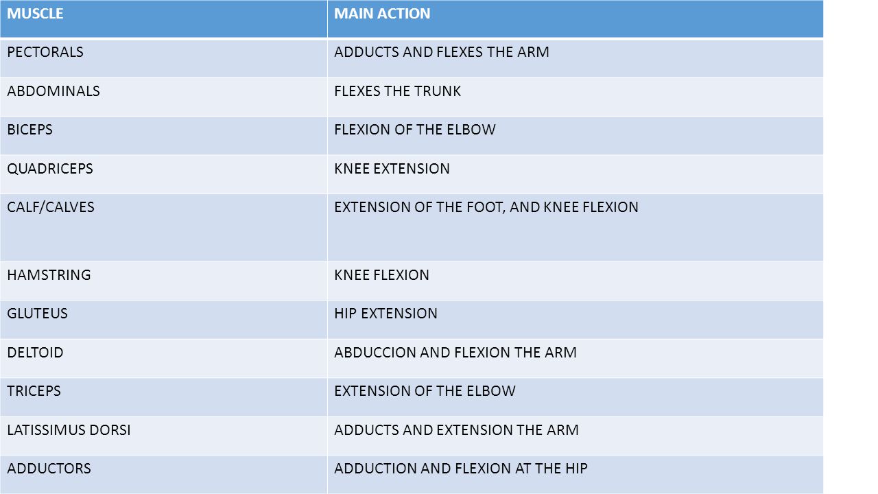 MUSCLE MAIN ACTION. PECTORALS. ADDUCTS AND FLEXES THE ARM. ABDOMINALS. FLEXES THE TRUNK. BICEPS.
