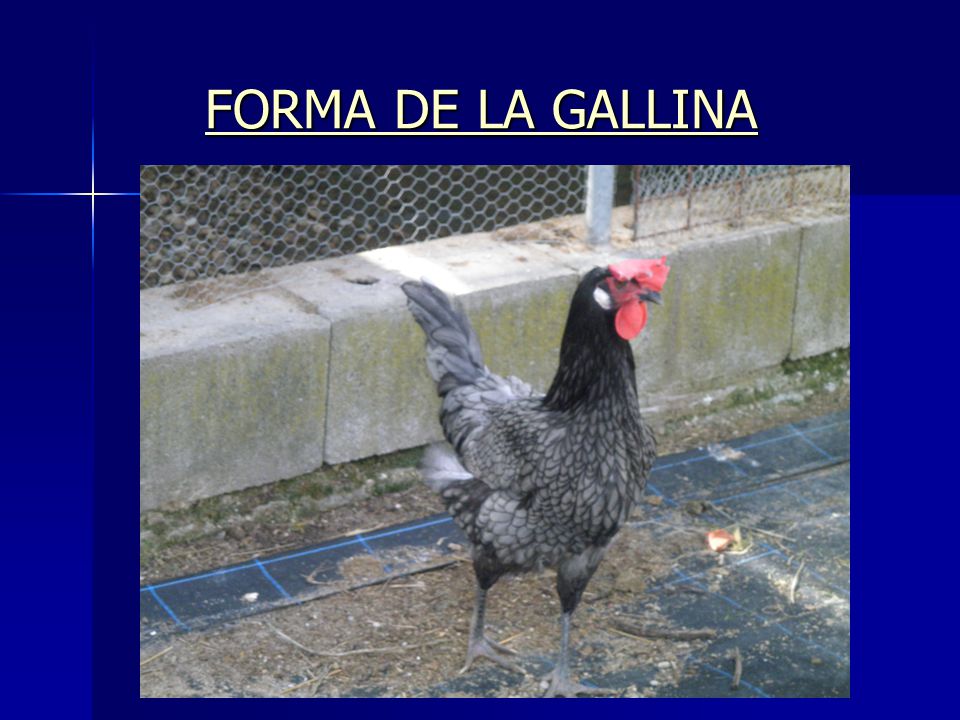 FORMA DE LA GALLINA