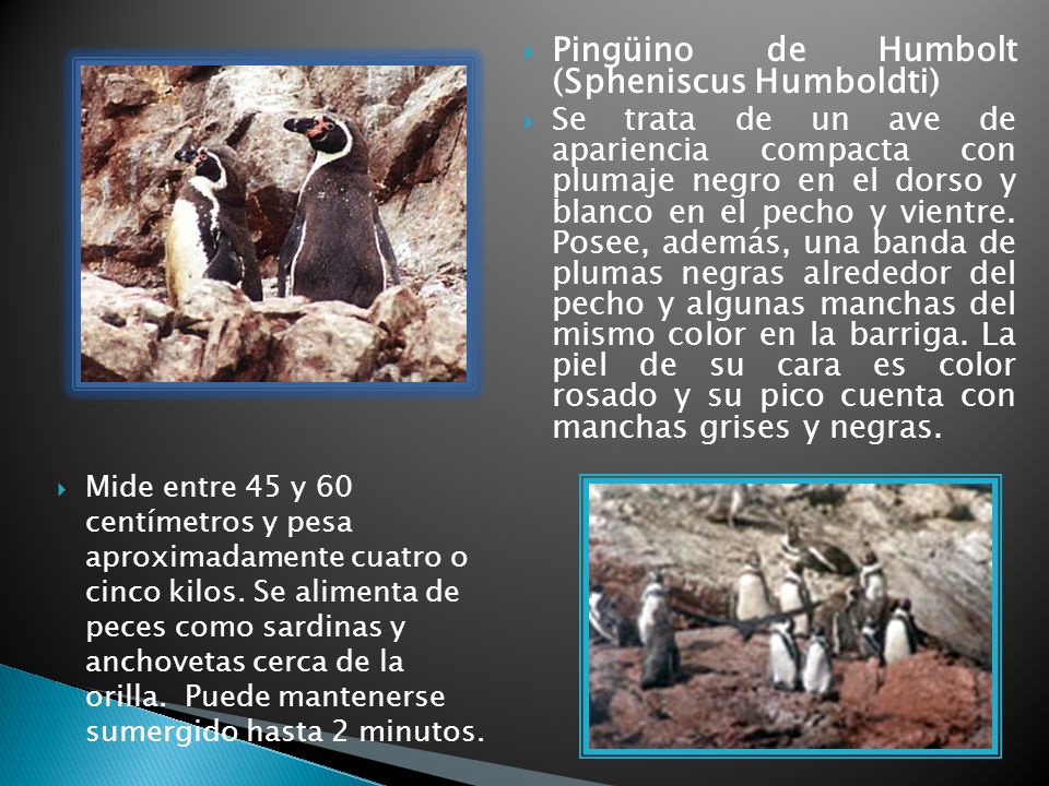Pingüino de Humbolt (Spheniscus Humboldti)