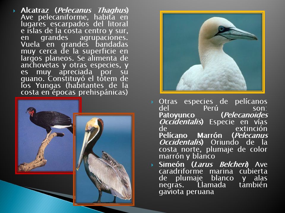 Alcatraz (Pelecanus Thaghus) Ave pelecaniforme, habita en lugares escarpados del litoral e islas de la costa centro y sur, en grandes agrupaciones. Vuela en grandes bandadas muy cerca de la superficie en largos planeos. Se alimenta de anchovetas y otras especies, y es muy apreciada por su guano. Constituyó el tótem de los Yungas (habitantes de la costa en épocas prehispánicas)