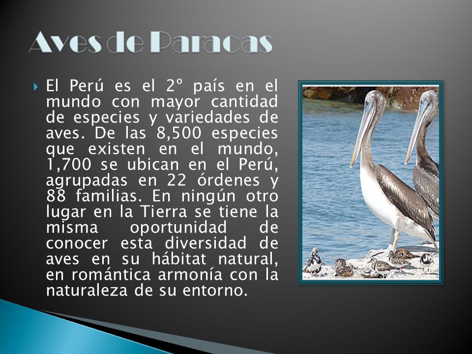 El Perú es el 2º país en el mundo con mayor cantidad de especies y variedades de aves.
