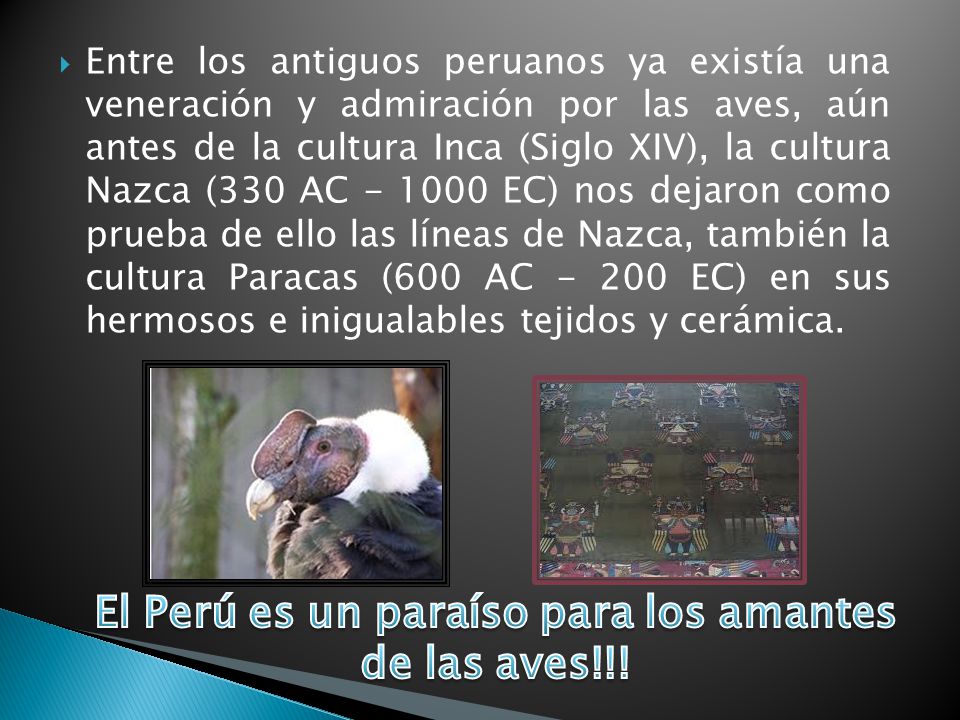 El Perú es un paraíso para los amantes de las aves!!!