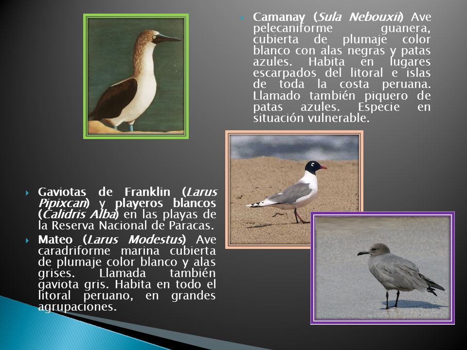 Camanay (Sula Nebouxii) Ave pelecaniforme guanera, cubierta de plumaje color blanco con alas negras y patas azules. Habita en lugares escarpados del litoral e islas de toda la costa peruana. Llamado también piquero de patas azules. Especie en situación vulnerable.